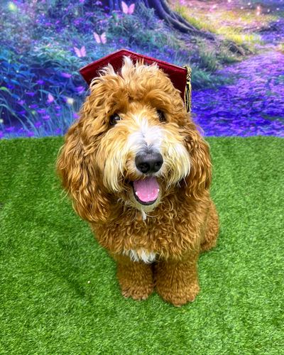 A Namaste Dog Training graduate in a graduation cap