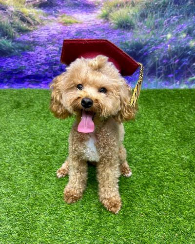 A Namaste Dog Training graduate in a graduation cap