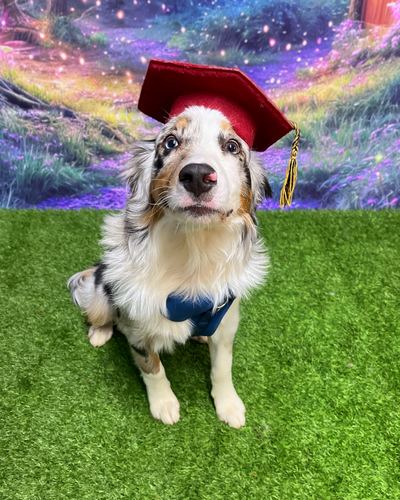 A Namaste Dog Training graduate in a graduation cap