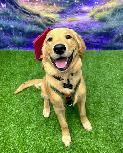 A Namaste Dog Training graduate in a graduation cap