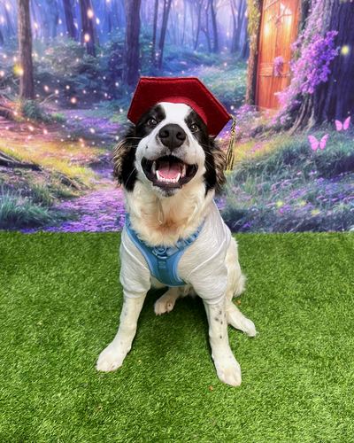 A Namaste Dog Training graduate in a graduation cap