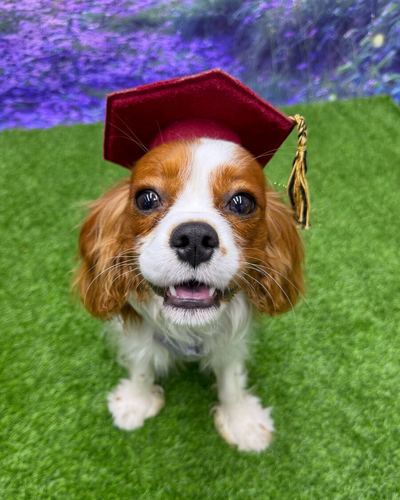 A Namaste Dog Training graduate in a graduation cap