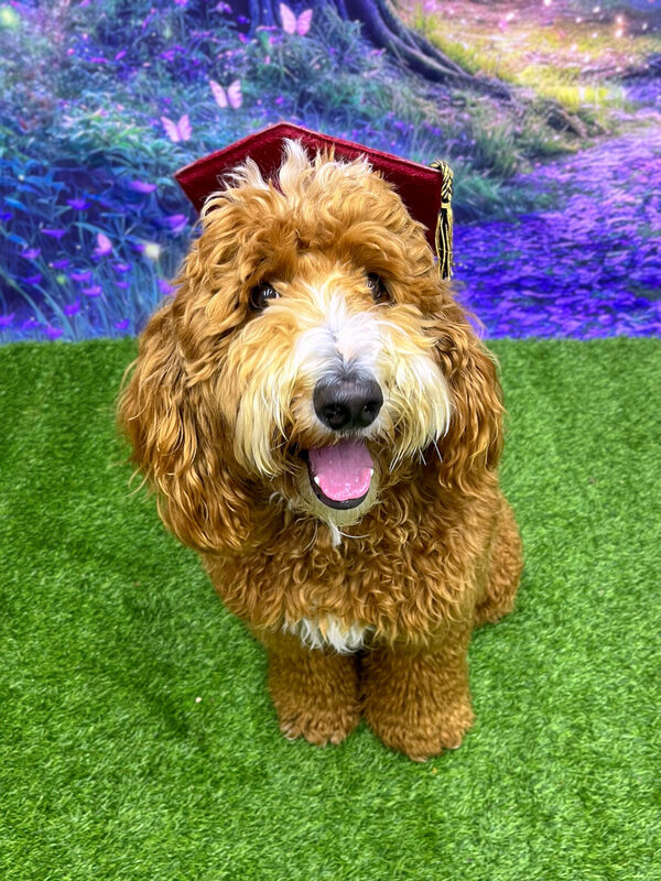 A smiling doodle in a graduation cap after finishing class with Namaste Dog Training