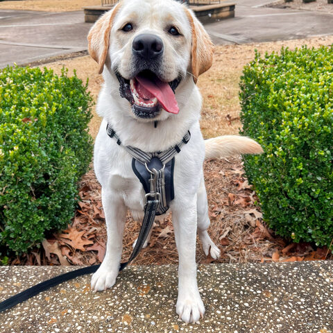 A yellow lab on leash during a private training session