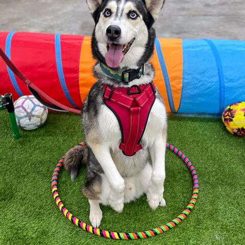A husky sitting in a hoop during Trick Dog class