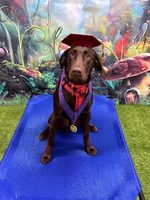 Arlo after completing Dog 2 class
