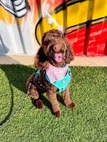 Daisy after completing class