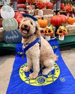 Denny after completing Dog 3 class
