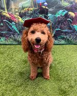 Harlee Mae after completing Dog 1 class