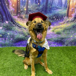 Venus after completing Dog 1 class