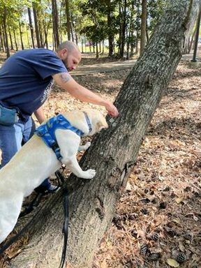 Will, Assistant Trainer and Co-Owner of Namaste Dog Training